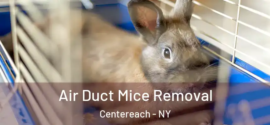  Air Duct Mice Removal Centereach - NY